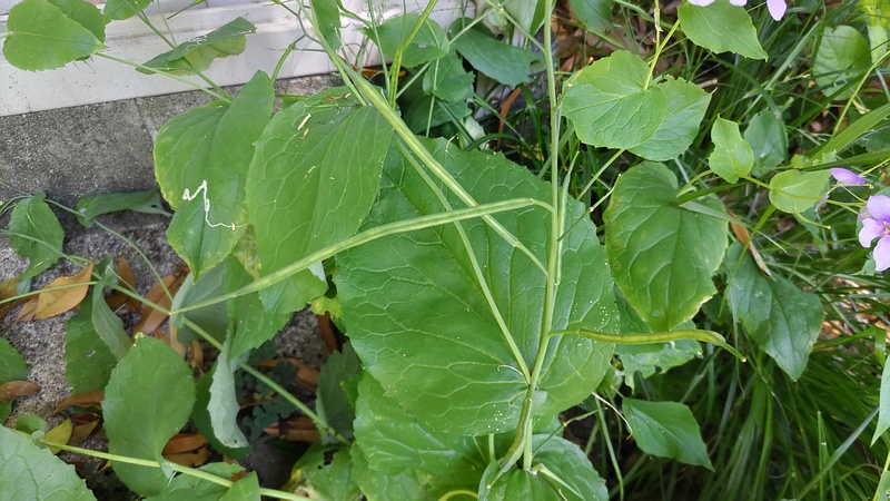 オオアラセイトウの果実 横浜市旭区帷子川親水緑道