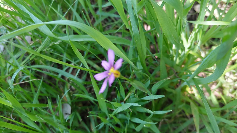 オオニワゼキショウの花 横浜市旭区鶴ヶ峰