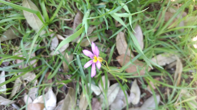 オオニワゼキショウの花 横浜市旭区鶴ヶ峰