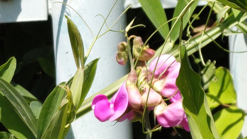 スイートピーの花 横浜市旭区鶴ヶ峰