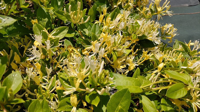 スイカズラの花 横浜市旭区今川町