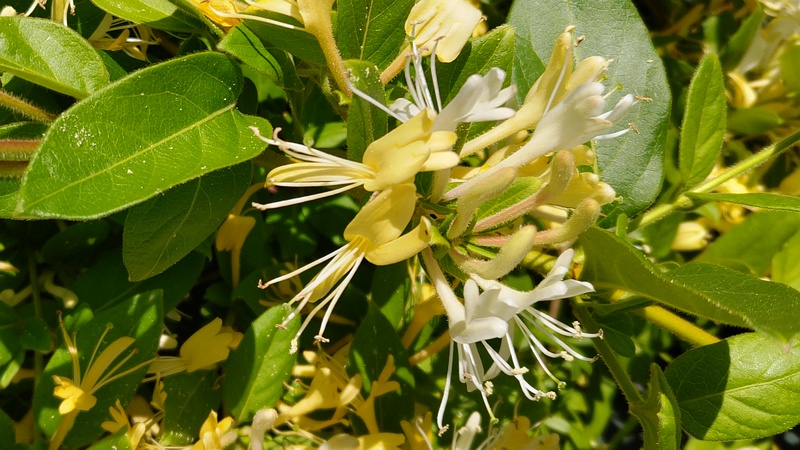 スイカズラの花 横浜市旭区今川町