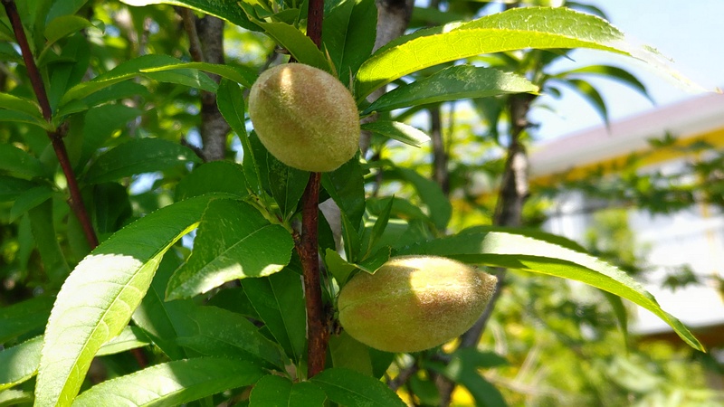 ハナモモの果実 横浜市旭区鶴ヶ峰本町