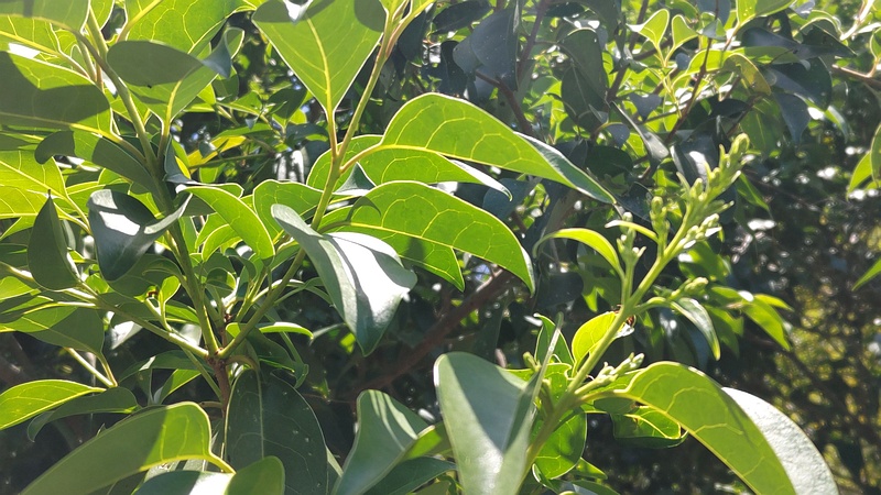 トウネズミモチの花 横浜市旭区鶴ヶ峰鶴ヶ峰本町公園