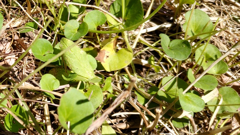 アオイゴケ 横浜市旭区今宿東町