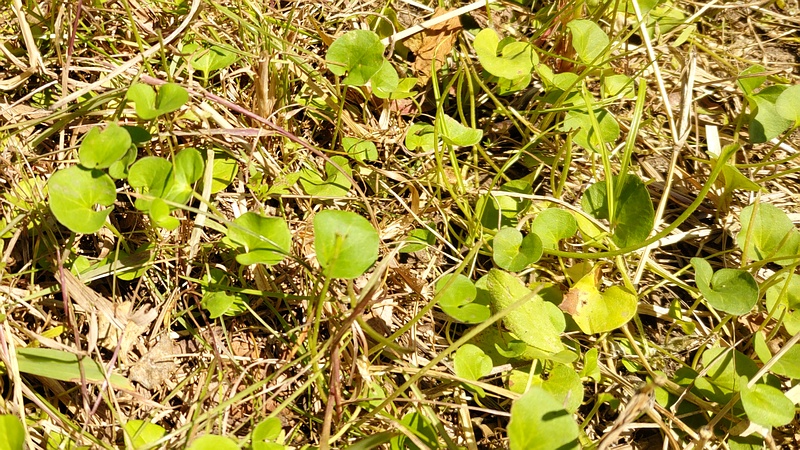 アオイゴケ 横浜市旭区今宿東町