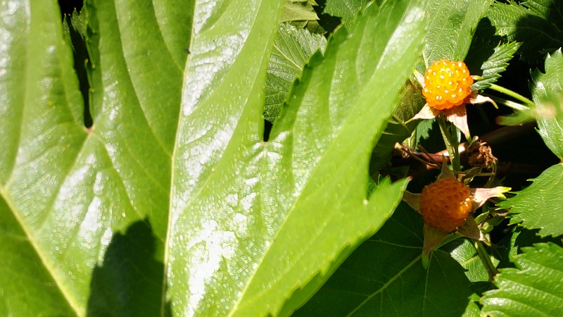 カジイチゴの果実 横浜市旭区今宿東町