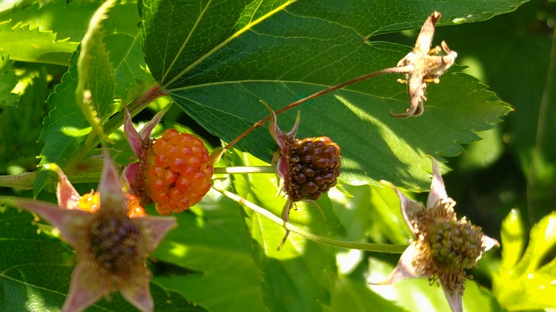 カジイチゴの果実 横浜市旭区今宿東町