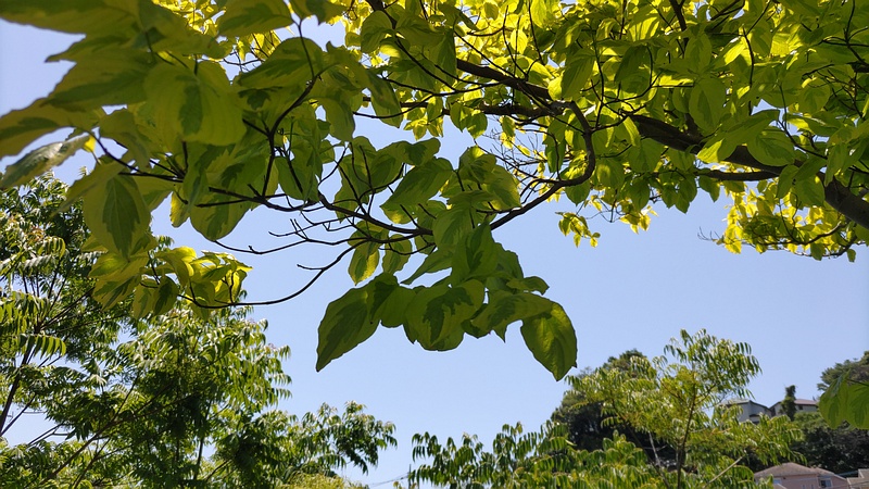 フイリハナミズキ 横浜市旭区今宿東町