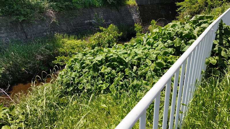 シャクチリソバ 横浜市旭区今宿東町