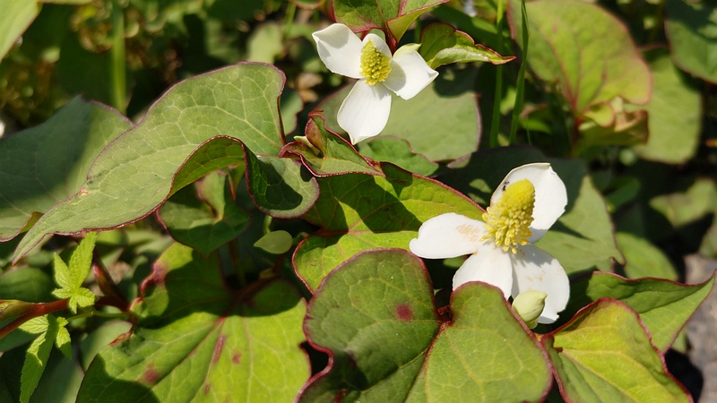 ドクダミの花 横浜市旭区今宿南町