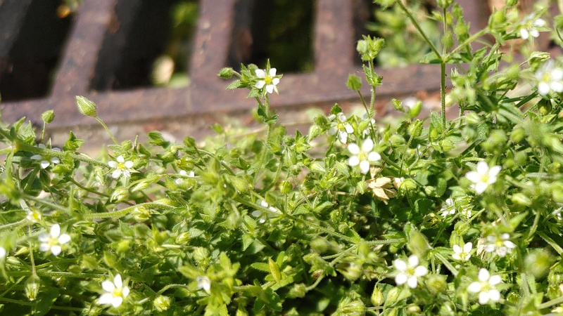 ノミノツヅリの花 横浜市旭区今宿南町