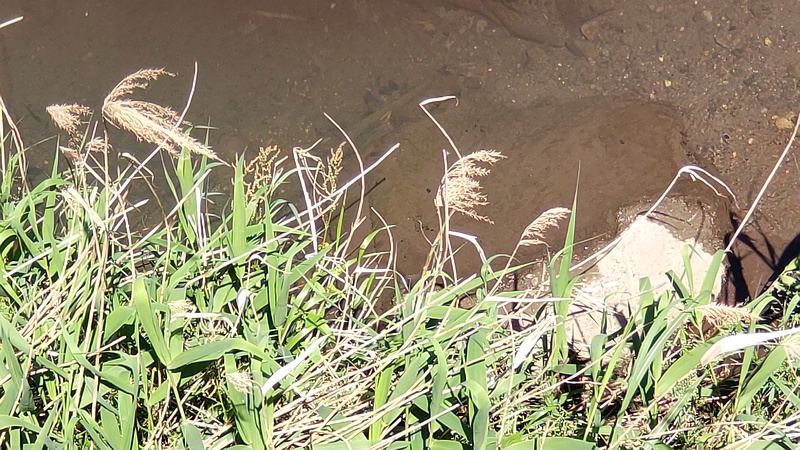 ヨシ 横浜市旭区今宿南町
