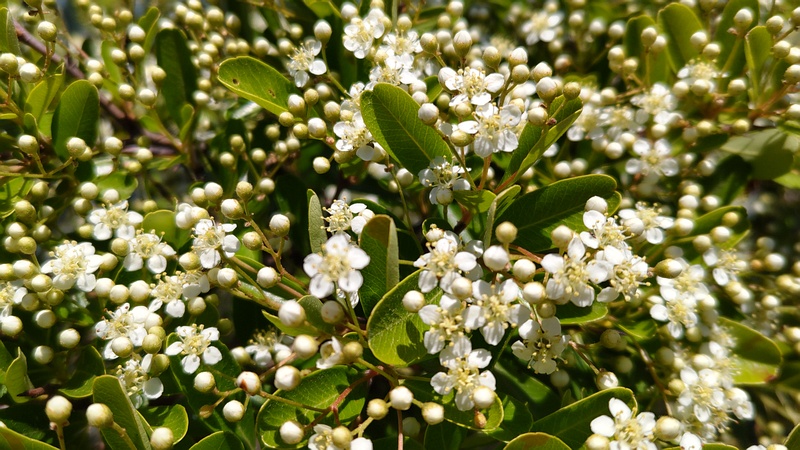 ピラカンサの花 横浜市旭区今宿南町