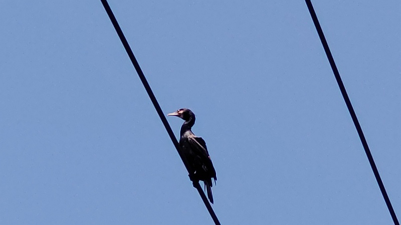 送電線のカワウ 横浜市旭区今宿南町