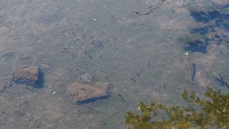 帷子川上流の魚影 横浜市旭区今宿西町