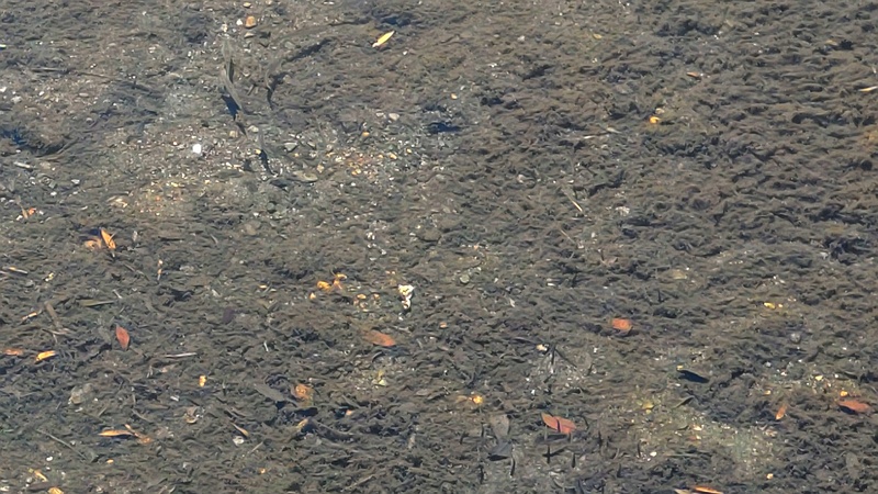 帷子川上流の魚影 横浜市旭区今宿西町