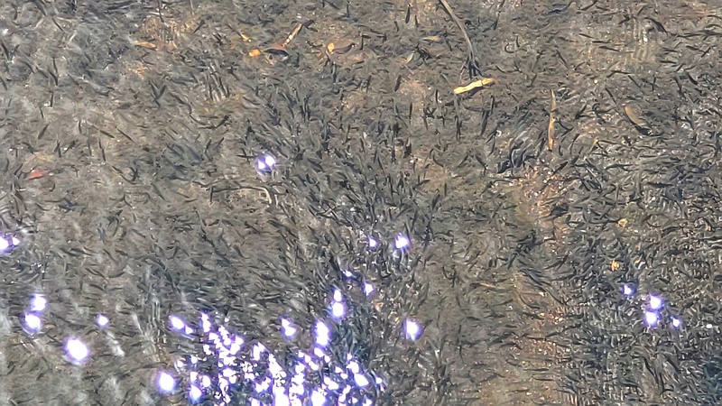 帷子川上流の魚影 横浜市旭区今宿西町