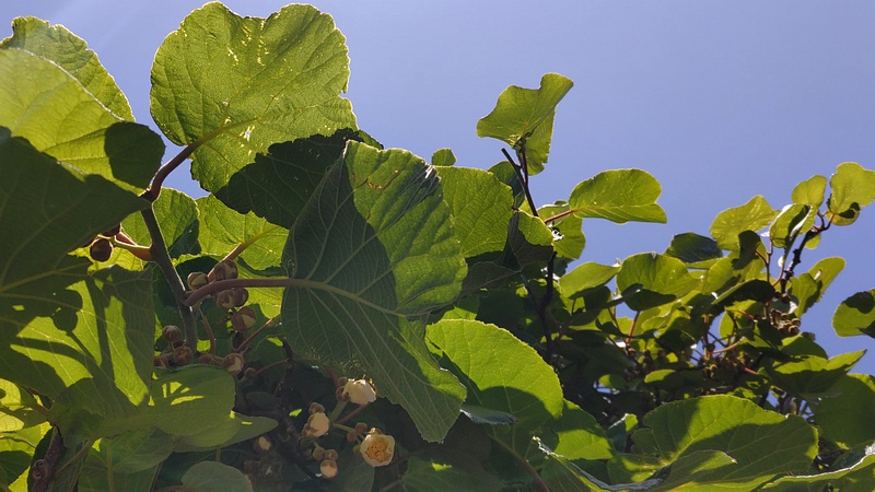 キウイの蕾 横浜市旭区今宿西町