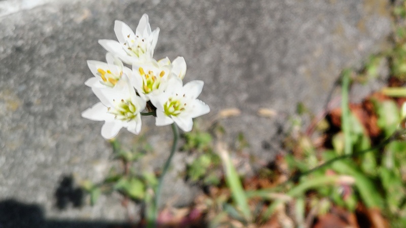 ハタケニラの花 横浜市旭区都岡町