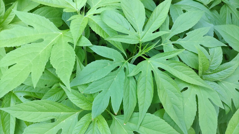 オオブタクサ 横浜市旭区今宿南町