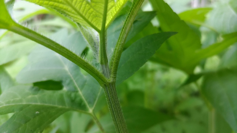 オオブタクサ 横浜市旭区今宿南町