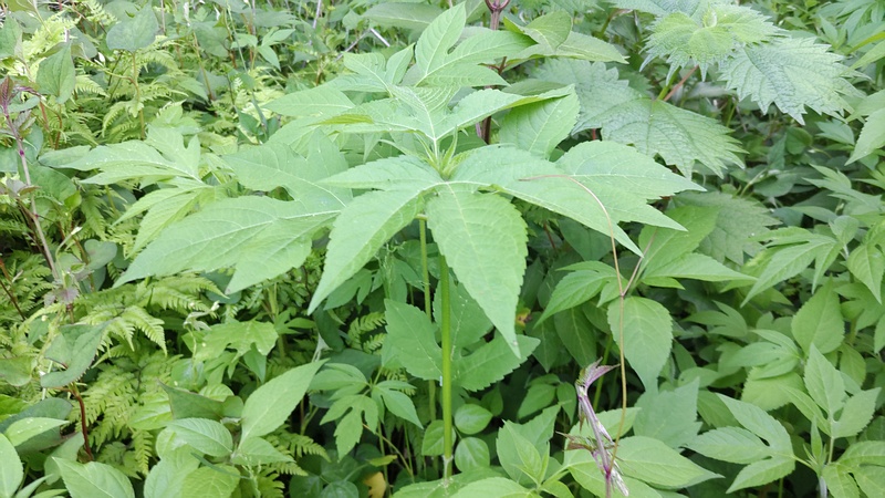 オオブタクサ 横浜市旭区今宿南町