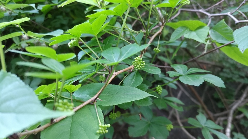 オカウコギの蕾 横浜市旭区今宿南町