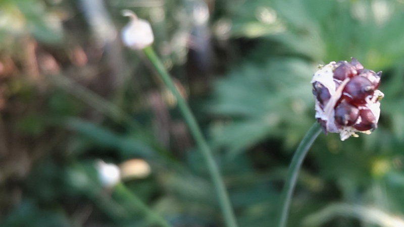 ノビルの珠芽 横浜市旭区今宿南町