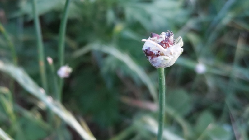 ノビルの珠芽 横浜市旭区今宿南町