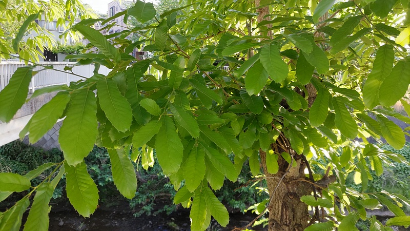 クヌギ 横浜市旭区今宿東町