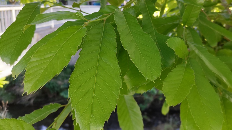 クヌギ 横浜市旭区今宿東町