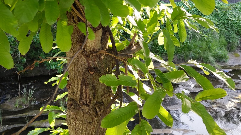 クヌギ 横浜市旭区今宿東町
