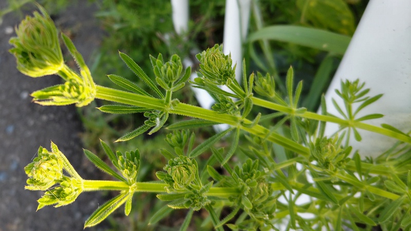 ヤエムグラ 横浜市旭区鶴ヶ峰本町