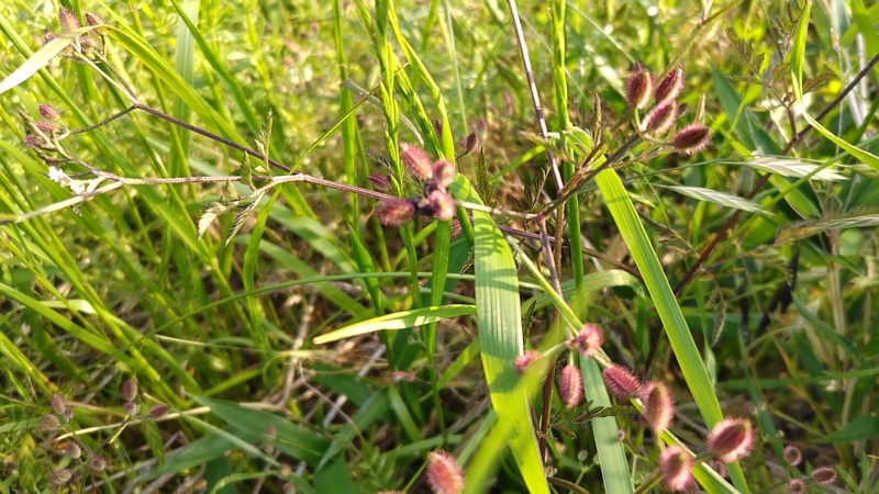 オヤブジラミの果実 横浜市旭区鶴ヶ峰本町