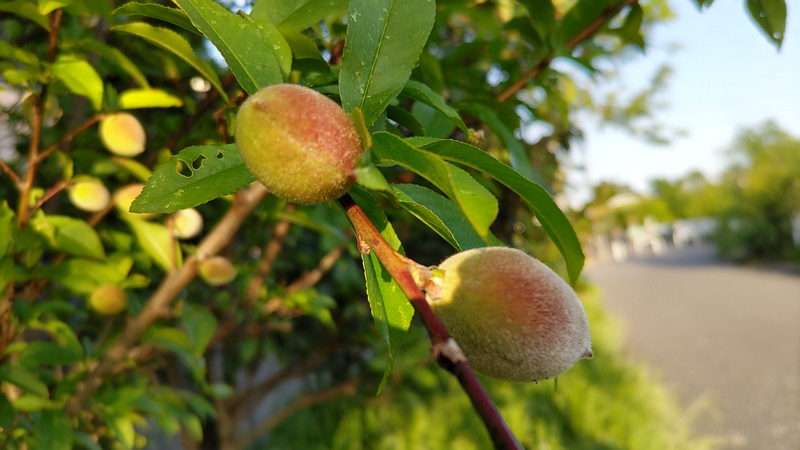 ハナモモの果実 横浜市旭区鶴ヶ峰本町