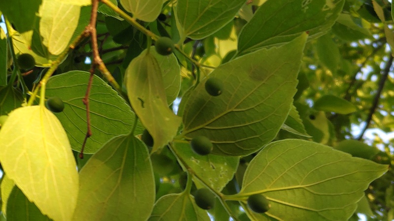 エノキの果実 横浜市旭区鶴ヶ峰本町