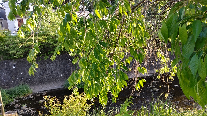 ヤエベニシダレ 横浜市旭区今川町