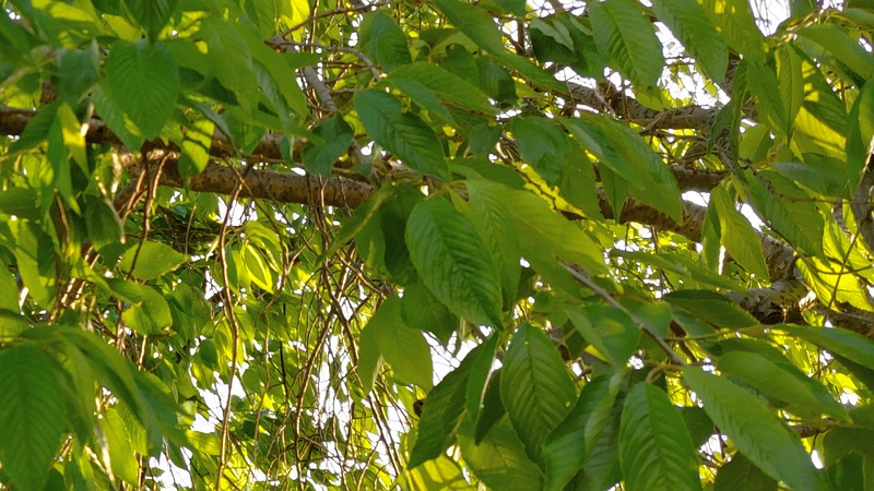 ヤエベニシダレ 横浜市旭区今川町