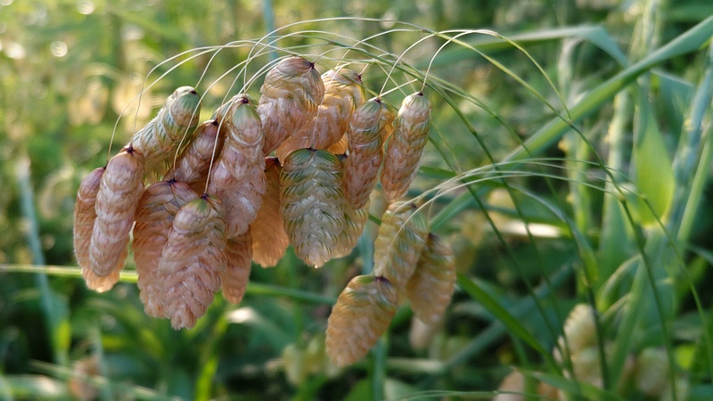 コバンソウ 横浜市旭区今川町