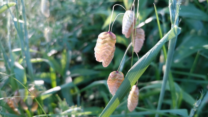 コバンソウ 横浜市旭区今川町