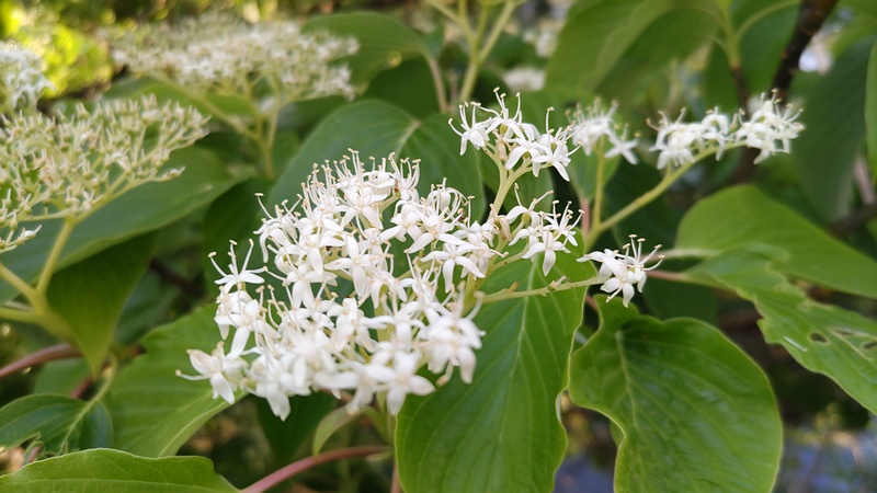 ミズキの花 横浜市旭区今川町