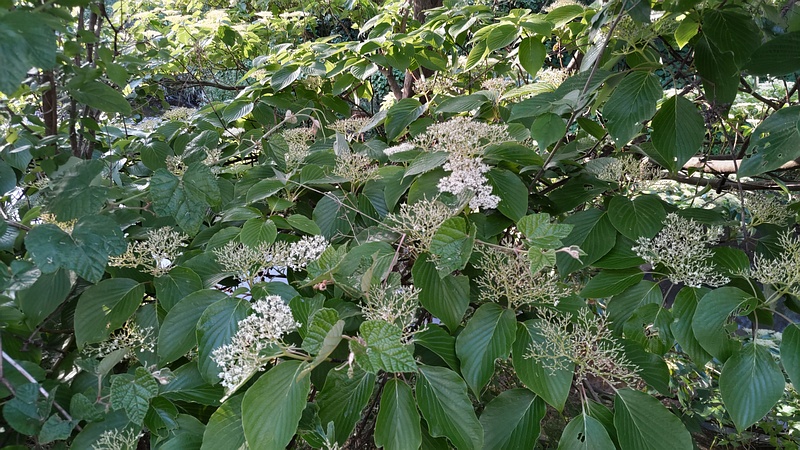 ミズキの花 横浜市旭区今川町