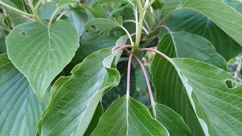ミズキ 横浜市旭区今川町