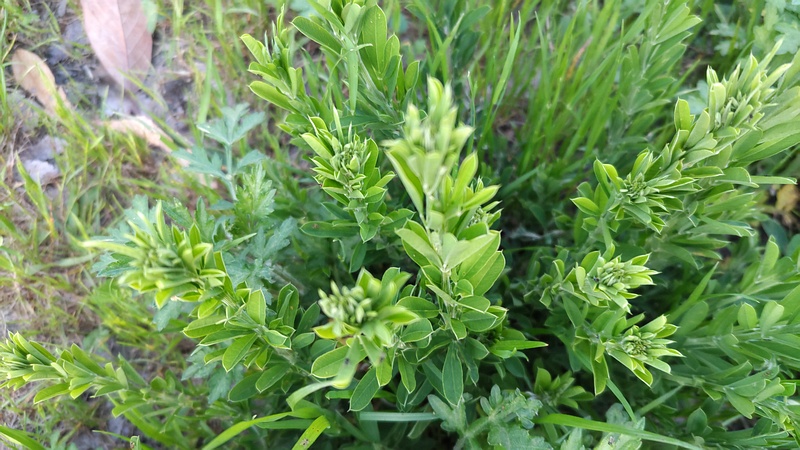 メドハギ 横浜市旭区今川町