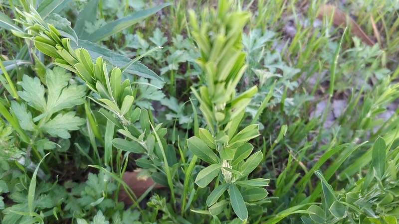 メドハギ 横浜市旭区今川町