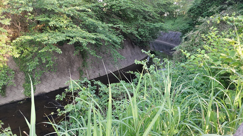 帷子川支流 横浜市旭区今川町