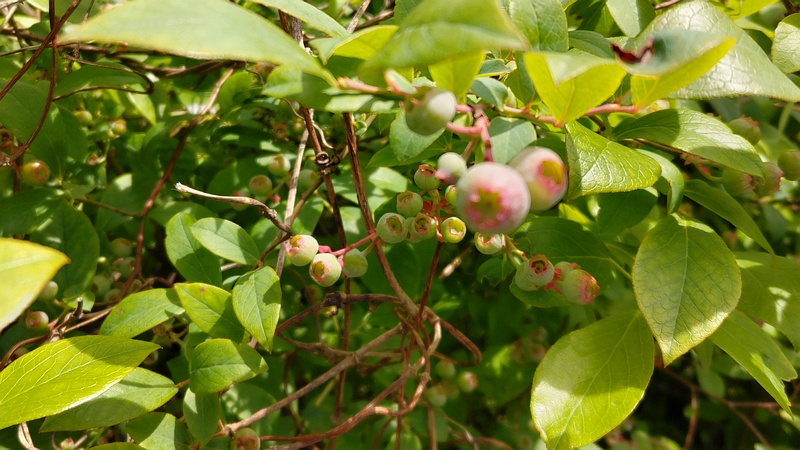 ブルーベリーの果実 横浜市旭区中希望が丘