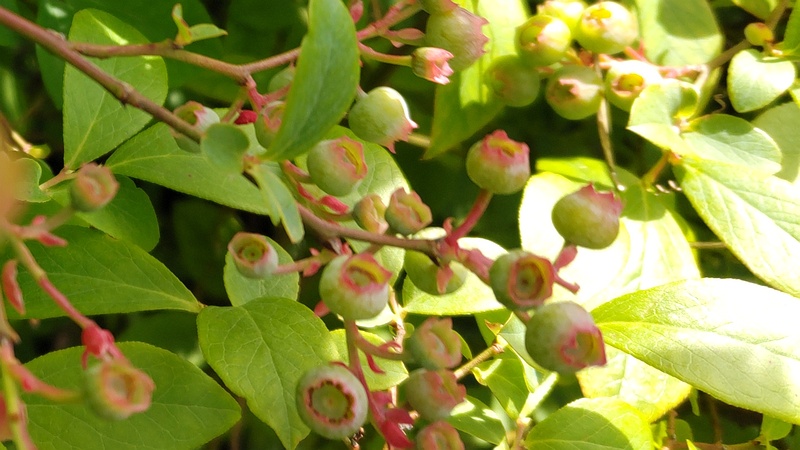 ブルーベリーの果実 横浜市旭区中希望が丘