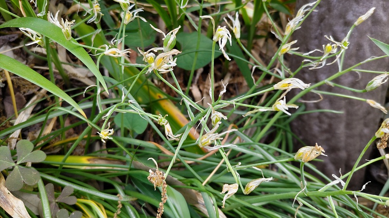 ハナニラの果実 横浜市旭区南希望が丘南希の森緑地